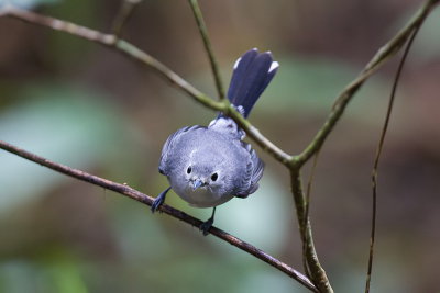 Slaty Monarch - endemic 