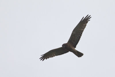 Pacific Harrier