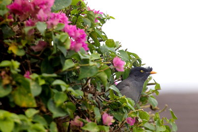Jungle Mynah