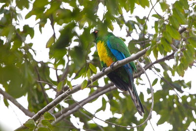 Masked Shining Parrot - endemic