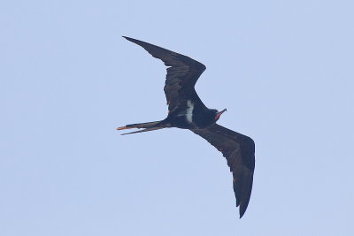 Lesser Frigatebird