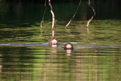 Giant River Otters