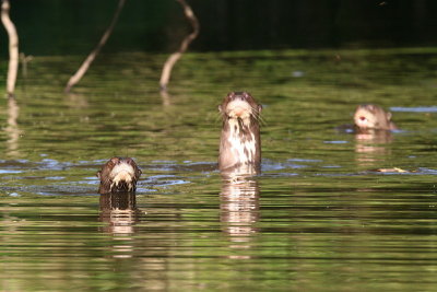 Giant River Otters