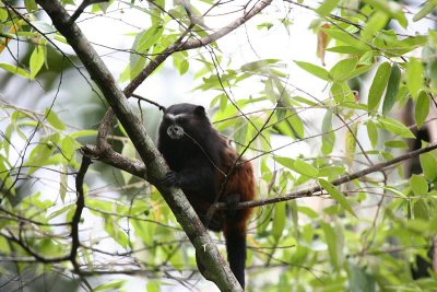 Saddle-back Tamarin
