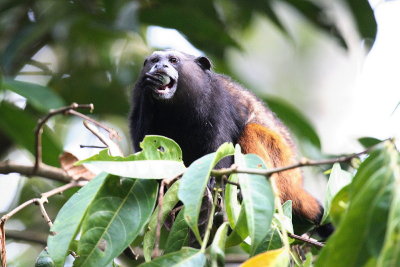 Saddle-back Tamarin