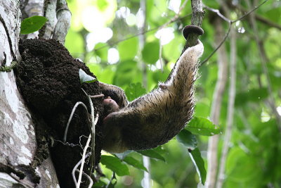 Southern Tamandua (Anteater)