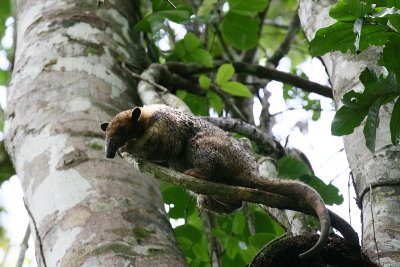 Southern Tamandua (Anteater)