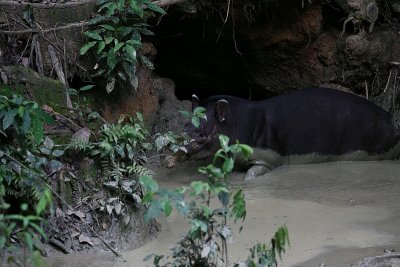 Brazilian Tapir