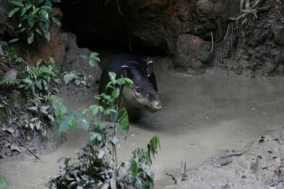 Brazilian Tapir