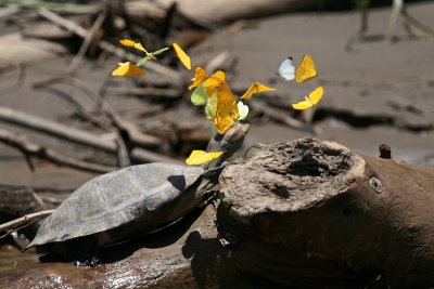 Side-necked Turtle