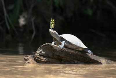 Side-necked Turtle