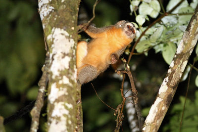 Night Monkey