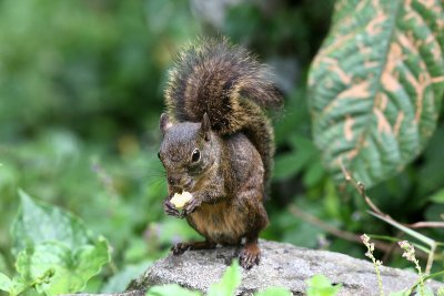 Sanborn's Squirrel