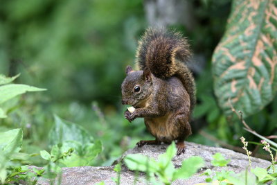 Sanborn's Squirrel