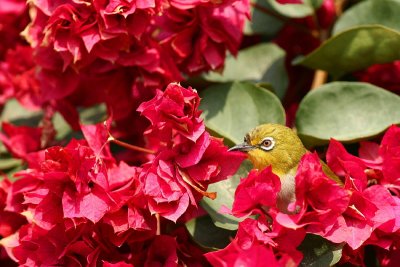 Japanese White-eye