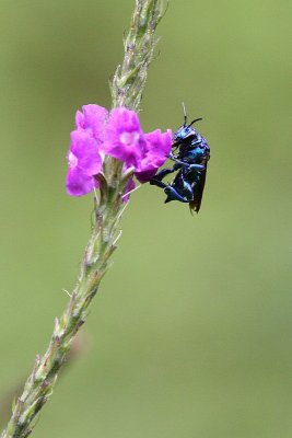 insect