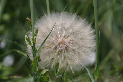 Need to re-learn local flora - this is not dandelion