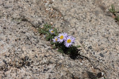 Mountain Flowers 2