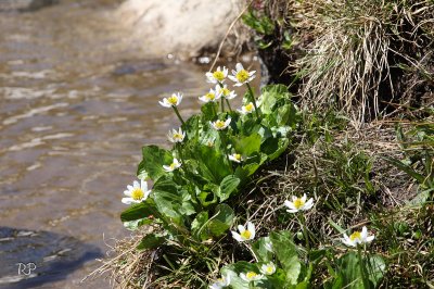 Flowers on the lake