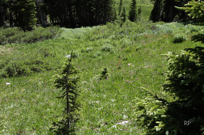 Hike 2 lake, Moutain meadow