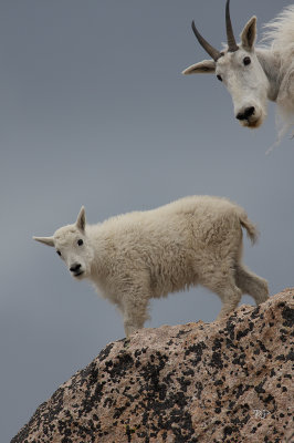 Critters in High Country