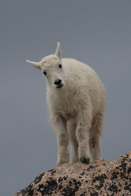 Moutain Goats (3)