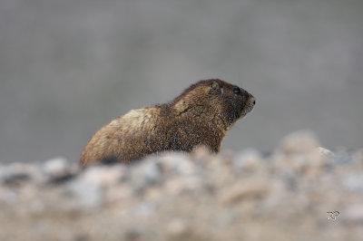 Marmot (2)