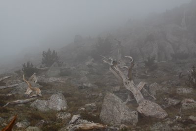 Haunted Alpine Forest (2)