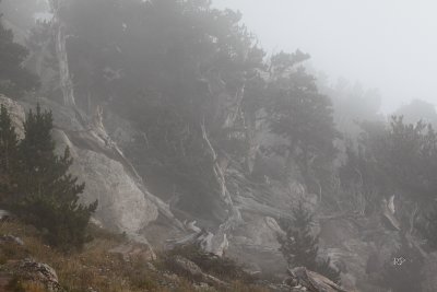 Haunted Alpine Forest (3)