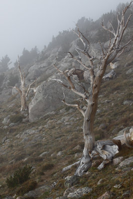 Haunted Alpine Forest (6)
