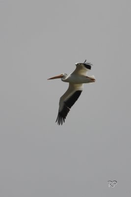 White Pelican (take 2)