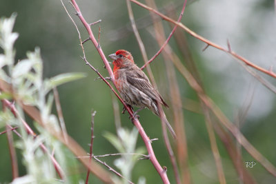 Small Birds (2).  House Finch.