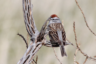 Chipping Sparrow - I think