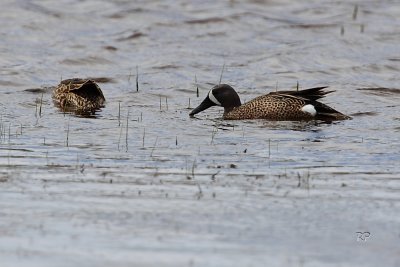 Blue Winged Teal - Male Adult Breeding