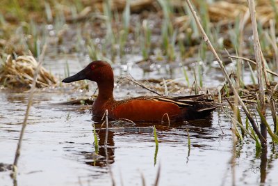 Cinnamon Teal - Male Adult Breeding