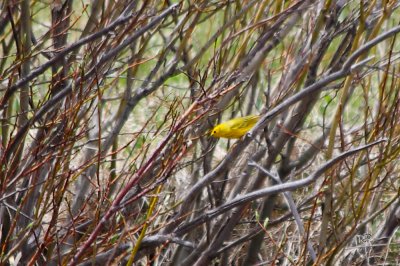 Yellow Warbler - a bit far away