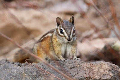 Sapinero Resitent - Chipmunk