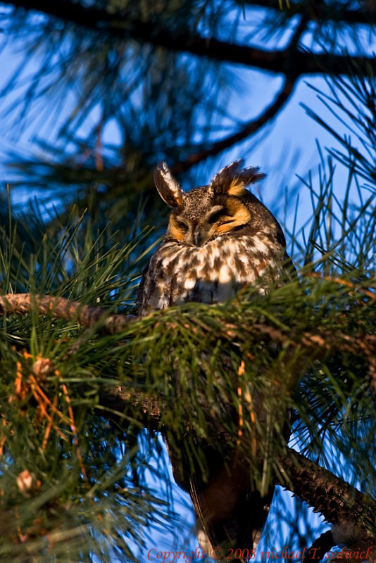 Long Eared Owl 006