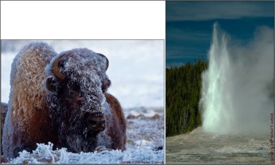 Misc. Yellowstone Combo Shot