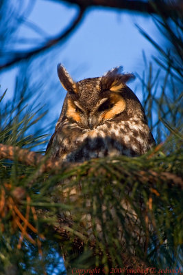 Long Eared Owl 001