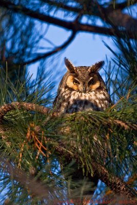 Long Eared Owl 003