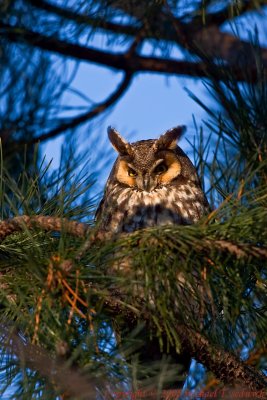 Long Eared Owl 004