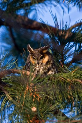 Long Eared Owl 008