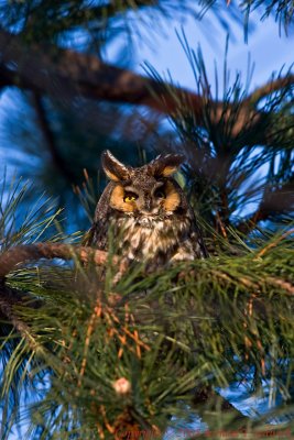 Long Eared Owl 009