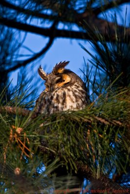 Long Eared Owl 010