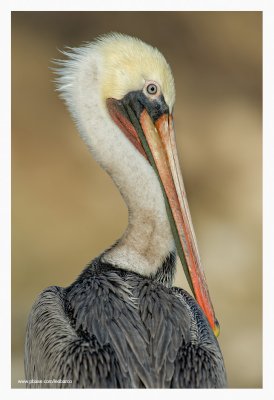 pelican_portrait_2010_01.jpg