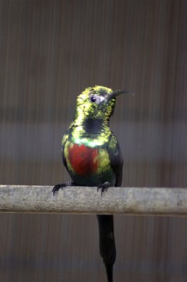 male Beautiful Sunbirdb.jpg