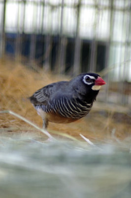 Male quail fincha.jpg