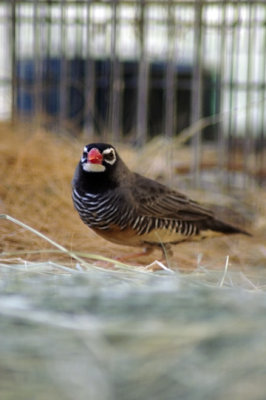 male quail finch.jpg