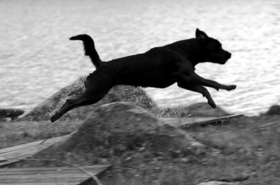 Jumping (Rottweiler)